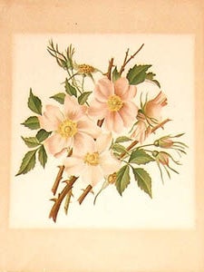 Item #65-0041 Wild Roses. Botanical printer