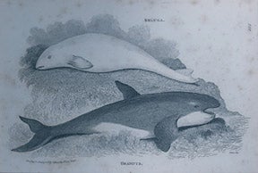 Item #65-0052 Beluga. Grampus. Whales. White