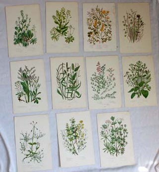 Item #67-0126 Botanical Plates from The Flowering Plants, Grasses, Sedges and Ferns of Great...