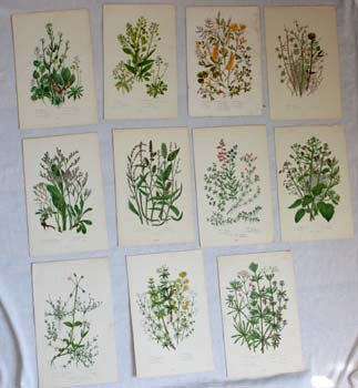 Item #67-0126 Botanical Plates from The Flowering Plants, Grasses, Sedges and Ferns of Great Britain. Anne Pratt.