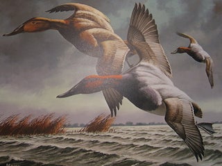 Item #68-1134 1982 - 1983 Federal Duck Stamp Print by David A. Maass. Signed by Maass, numbered...