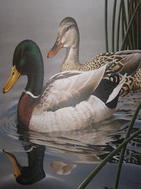 Item #68-1136 1994 Nebraska Waterfowl Stamp Print by Anderson. Signed by Anderson, numbered 1024...