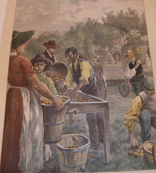 Item #68-2508 Packing Peaches For The New York Market. August 13, 1887. B. W. Clinedinst, Harper's Weekly.