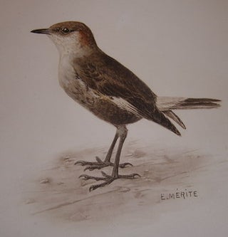 Item #68-3887 Color Print of Bird. Edouard Merite, 1867 - 1941