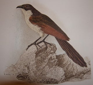 Item #68-3889 Color Print of Bird. Corvid. Edouard Merite, 1867 - 1941