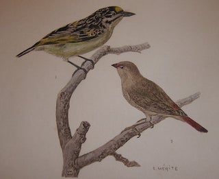 Item #68-3890 Color Print of Bird. Male and female specimens, possibly akin to Wrens. Edouard...