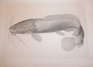 Item #68-3894 Clarias Macracanthus (Gunther). (Asian Catfish). L. Gauthier, L. Lortet, lith, dir