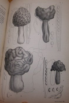 Item #68-4945 A Manual Of The British Discomycetes With Descriptions Of All The Species Of Fungi...