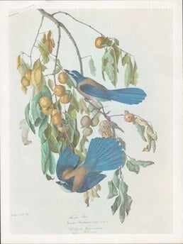 Item #69-6724 The Original Bird Paintings of John James Audobon (prospectus from publisher). John...