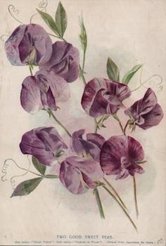 Item #69-7909 Two Good Sweet Peas. H. Cannell, Sons, Reproduction