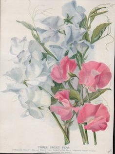 Item #69-7910 Three Sweet Peas. H. Cannell, Sons, Reproduction