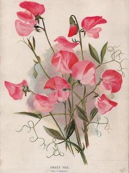 Item #69-7911 Sweet Pea (H. F. Bouverie.). H. Cannell, Sons, Reproduction