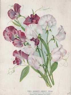 Item #69-7912 Two Dainty Sweet Peas. ("Ida Townsend." - "Mrs. Townsend.") [Natural Order,...