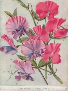 Item #69-7913 Two Beautiful Sweet Peas. (Rose- "Marie Corelli": Purplish M****** Standard, Blue...