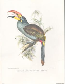 Item #71-4197 Pteroglossus Hypoglaucus. After, J., E. Gould, C. Hullmandel