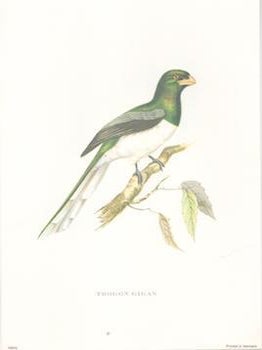 Item #71-4199 Trogon Gigas. After, J., E. Gould?