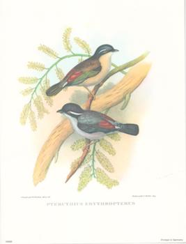 Item #71-4200 Pteruthius Erythropterus. After, J. Gould, H. C. Richter, Hullmandel, Walton