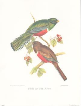 Item #71-4202 Trogon Collaris. After, J., E. Gould, C. Hullmandel
