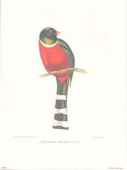 Item #71-4207 Trogon Mexicanus. After, J., E. Gould, C. Hullmandel