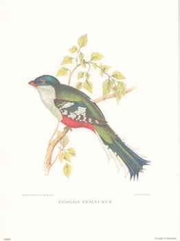 Item #71-4208 Trogon Temnurus. After, J., E. Gould, C. Hullmandel