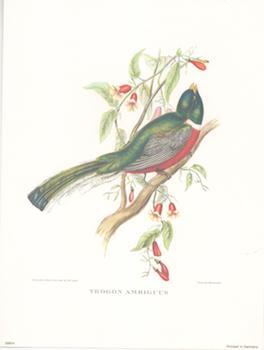 Item #71-4209 Trogon Ambiguus. After, J., E. Gould, C. Hullmandel