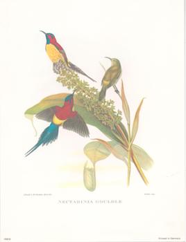 Item #71-4214 Nectarinia Gouldle. After, J. Gould, H. C. Richter, Walter