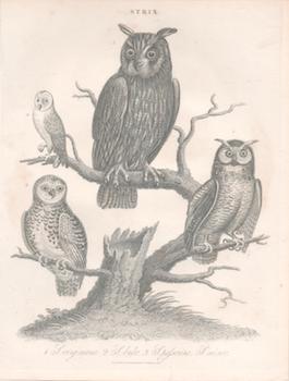 Item #71-4415 Strix. 1. L. virginiana. 2. L. bubo. 3. L. passerina. L. minor. 19th Century Engraver