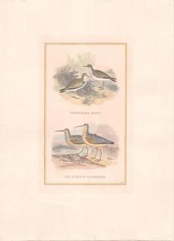 Item #71-4420 Temminck’s Stint; The Curlew Sandpiper. 19th Century Engraver