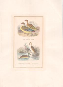 Item #71-4421 The Pintail Duck; The Little Grebe, or Dabchick. 19th Century Engraver