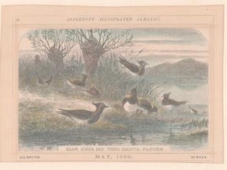 Item #71-4427 Game birds and their haunts. Plover. 19th Century Engraver
