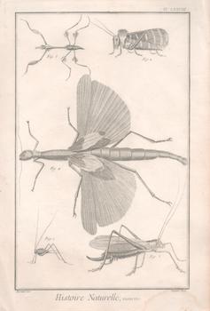 Histoire Naturelle, insectes, PL. LXXVIII, from Histoire Naturelle, generale et particuliere, by. Francois Nicolas Martinet, Benard, del.