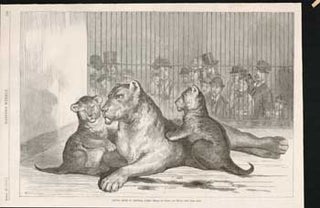 Item #73-0280 Young Lions in Central Park, New York August 28 1877. after Schell, Hogan, Harper's...