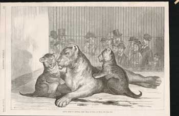 Item #73-0280 Young Lions in Central Park, New York August 28 1877. after Schell, Hogan, Harper's Weekly, drawing.