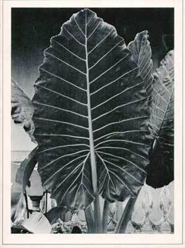Item #73-0733 Notice of Death of Paul Strand. 1976. The Center for Creative Photography