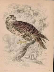 Item #73-3971 Common Buzzard. 19th Century British Publisher