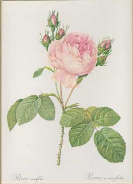 Item #73-4073 Rosa centifolia - Rosier a cent fouilles. 19th Century French Publisher