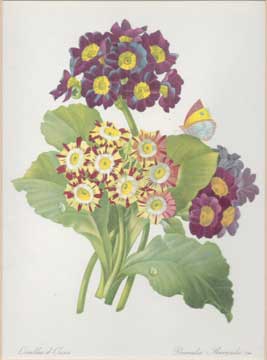 Item #73-4074 Oreilles d'Ours - Primula auricula. 19th Century French Publisher