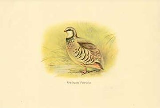 Item #73-4302 Red-legged Partridge. 20th Century British Publisher