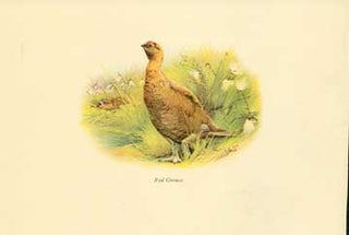 Item #73-4303 Red Grouse. 20th Century British Publisher