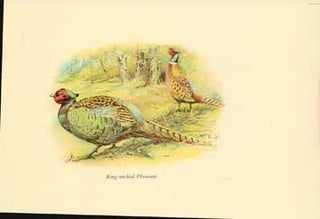 Item #73-4304 Ring-necked Pheasant. 20th Century British Publisher
