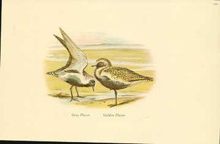Item #73-4305 Grey Plover - Golden Plover. 20th Century British Publisher
