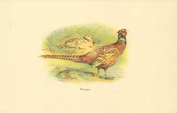 20th Century British Publisher - Pheasant
