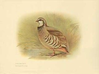 Item #73-4311 Caccabis rufa (Red-legged partridge). 20th Century British Publisher