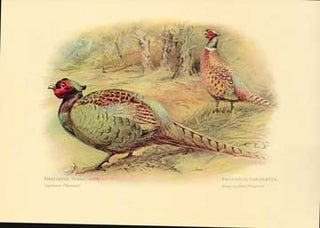 Item #73-4315 Phasianus versicolor (Japanese Pheasant) - Phasianus torquatus (Ring-necked...