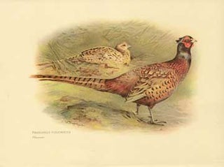 Item #73-4316 Phasianus colchicus (Pheasant). 20th Century British Publisher