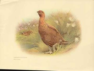 Item #73-4317 Lagopus scoticus (Red Grouse). 20th Century British Publisher