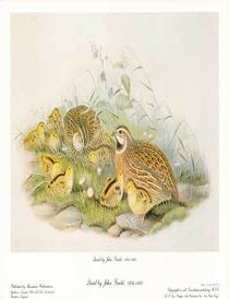 Item #73-4323 Quail. John Gould.
