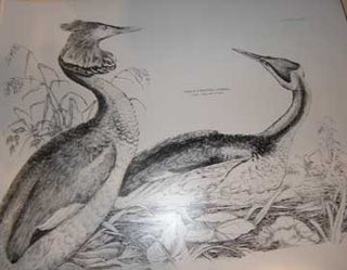 Item #73-5716 Great Crested Grebe. 20th Century American Publisher