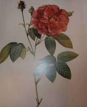 Item #73-5799 Rosa Gallica officinalis - Rosier de Provins ordinaire. Bibliothèque...