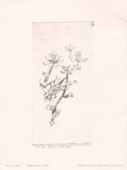Item #75-7990 Paul Klee, Riesenblattlaus: Drawing 1916. Paul Klee, Buchholz Gallery